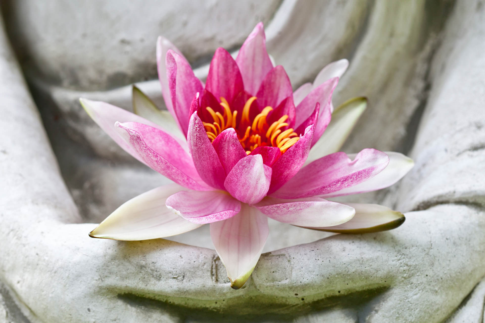 Lotus